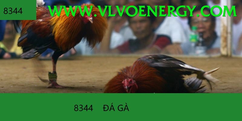 Đá Gà Trực Tiếp - debet
